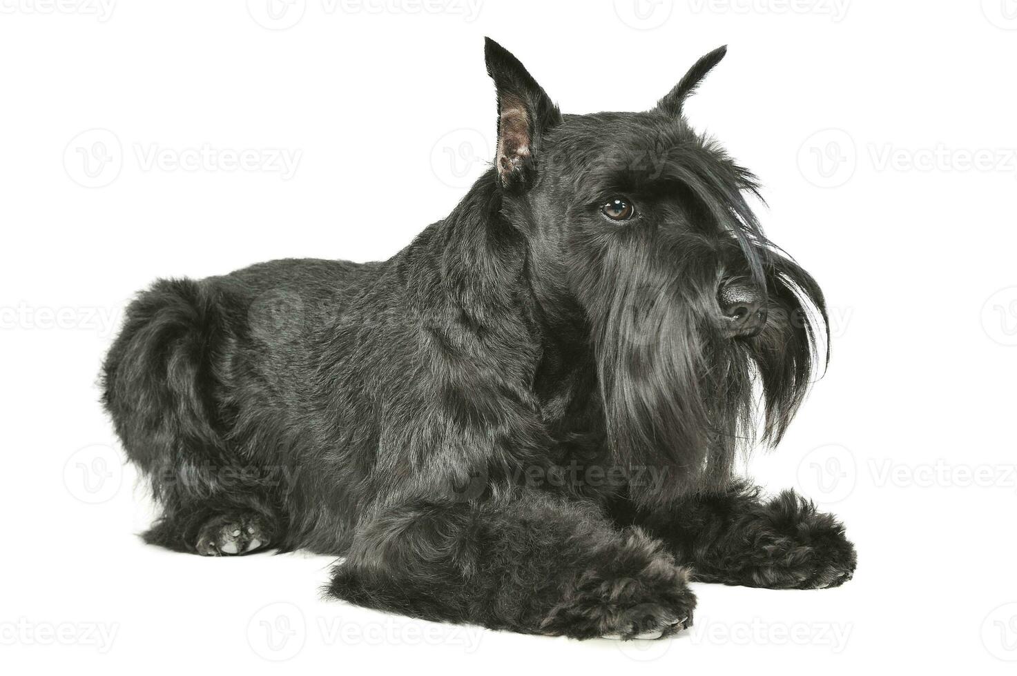 Studio shot of an adorable Schnauzer lying and looking curiously photo