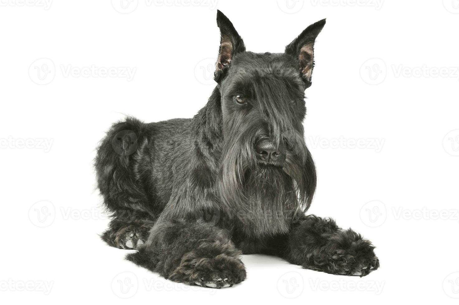 Studio shot of an adorable Schnauzer lying and looking curiously at the camera photo