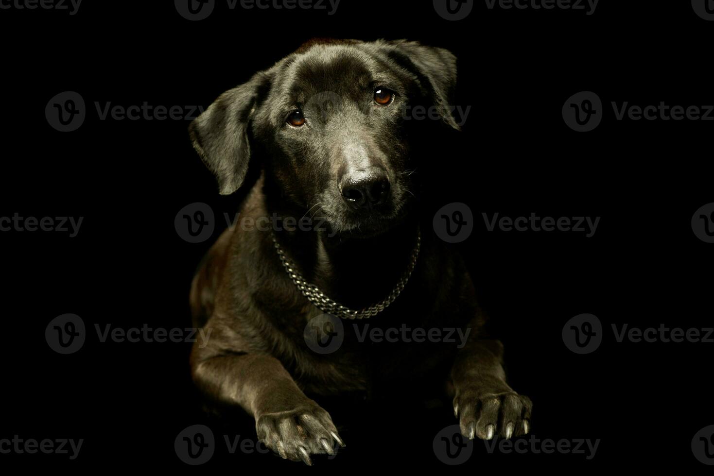 Studio shot of an adorable mixed breed dog photo