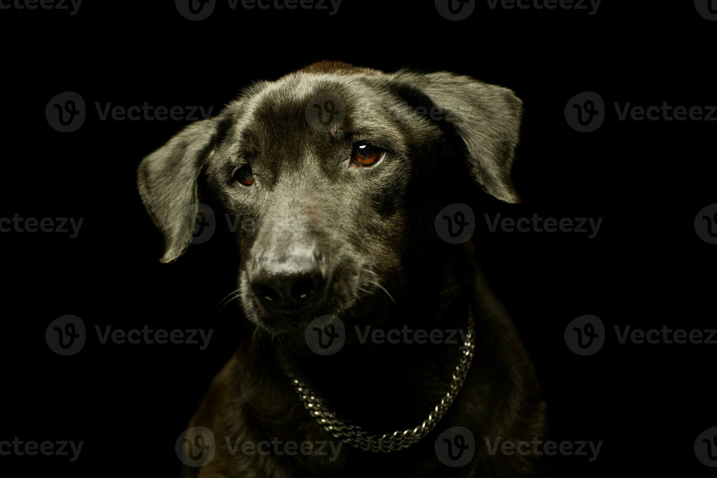 Portrait of an adorable mixed breed dog photo