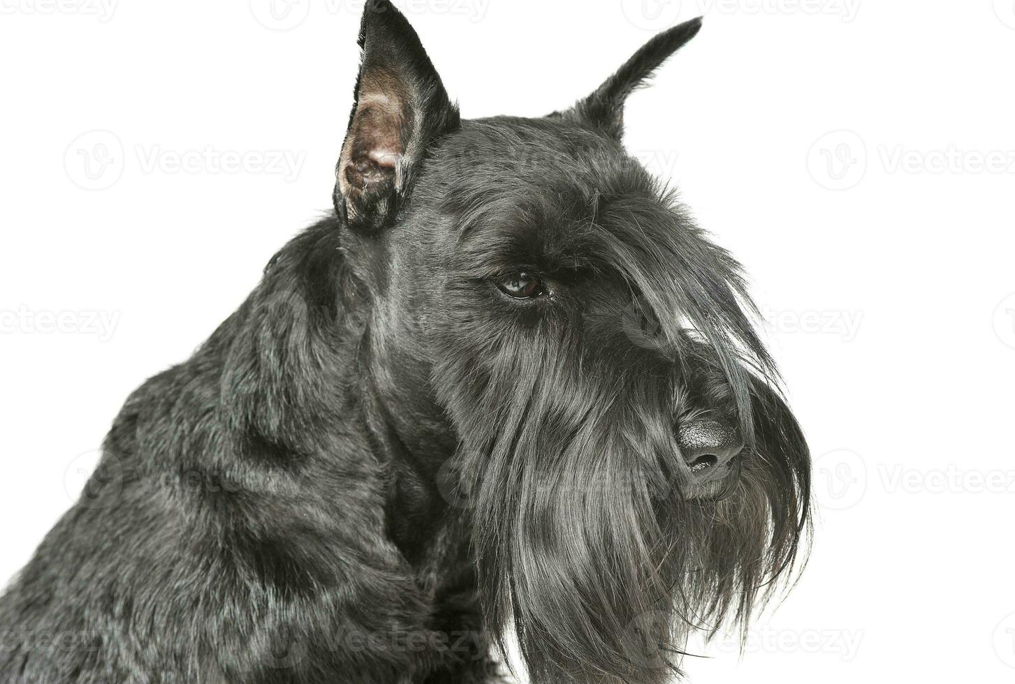 Portrait of an adorable Schnauzer looking curiously photo