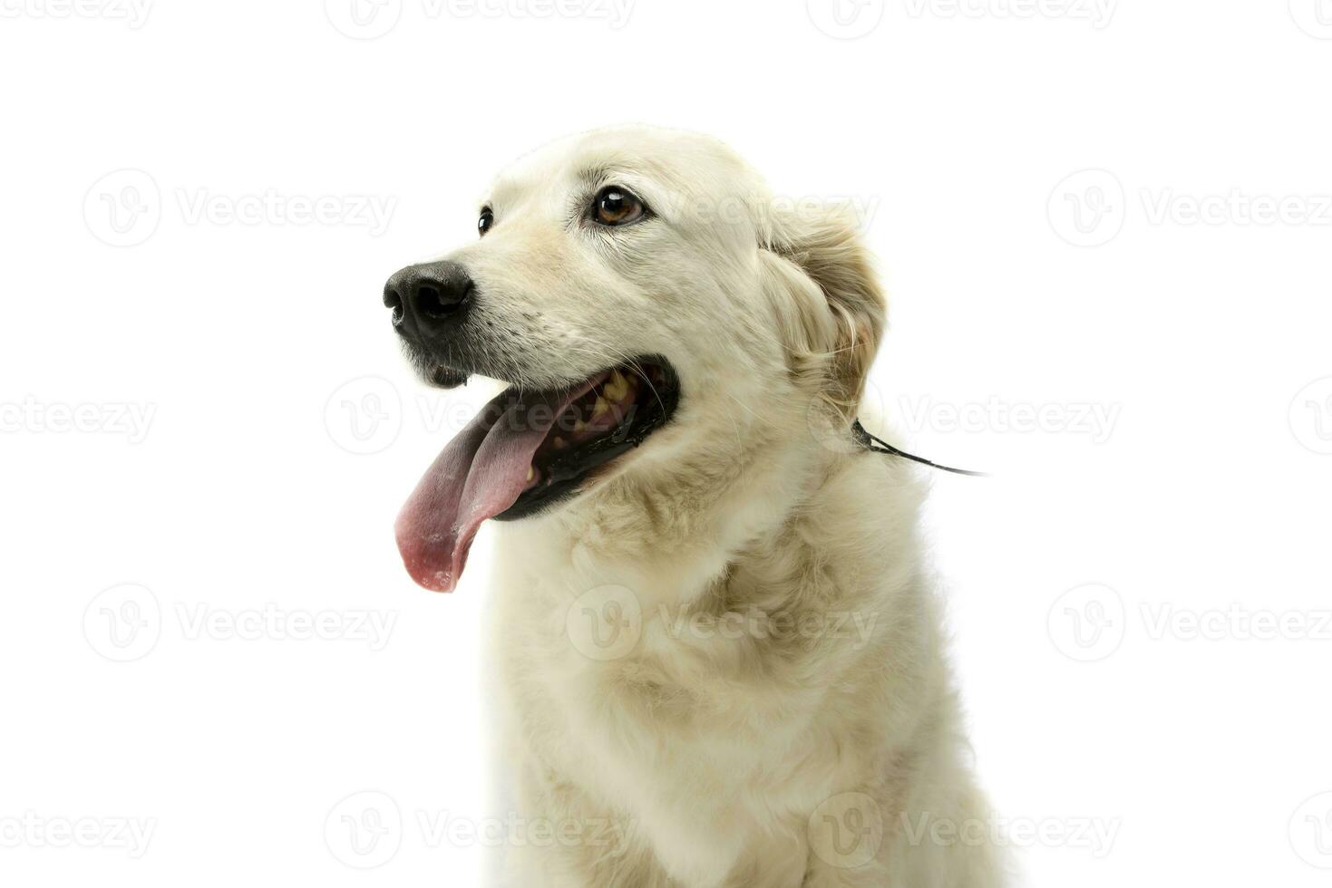 Portrait of a lovely Golden Retriever photo