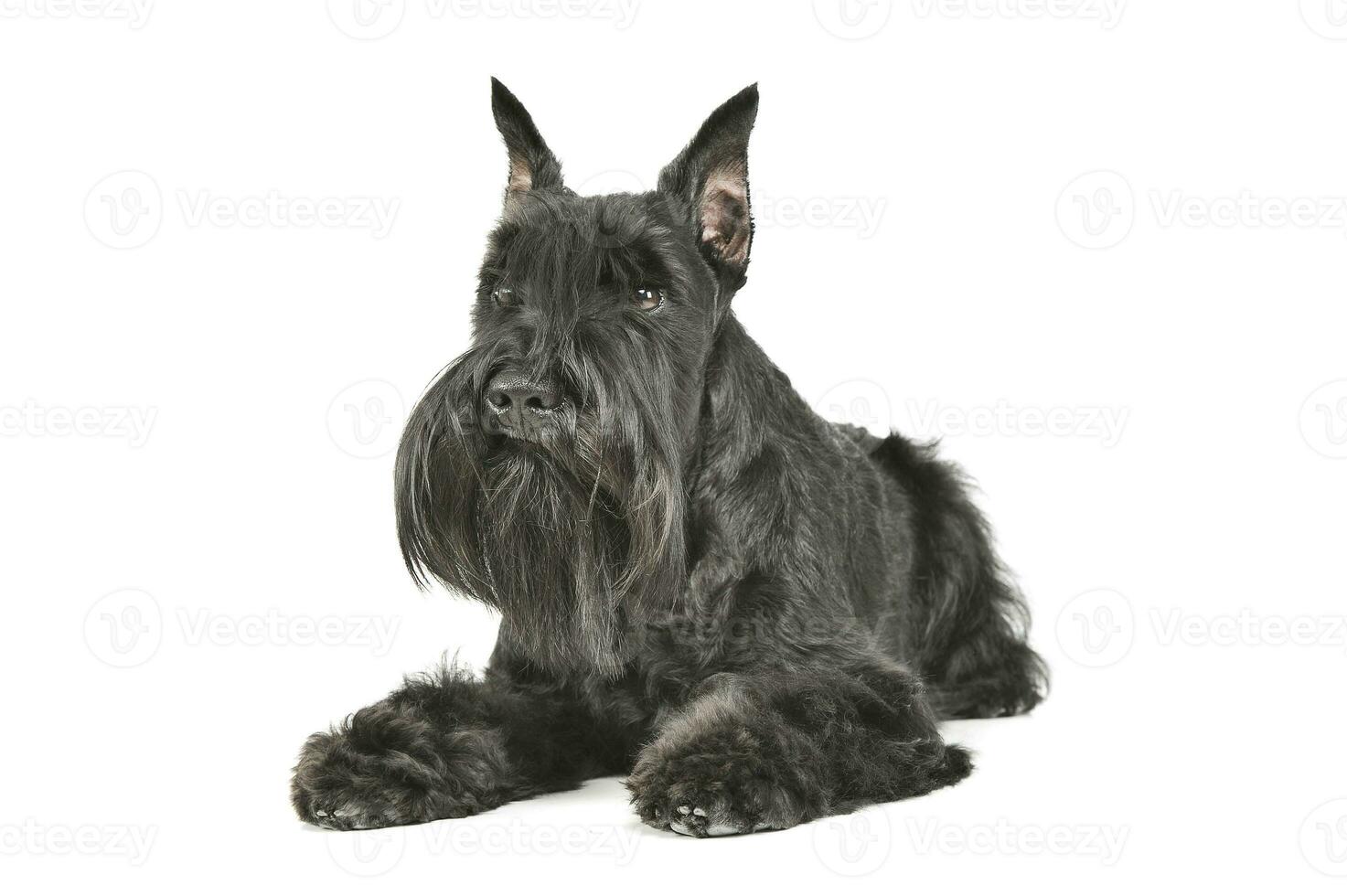Studio shot of an adorable Schnauzer lying and looking curiously photo
