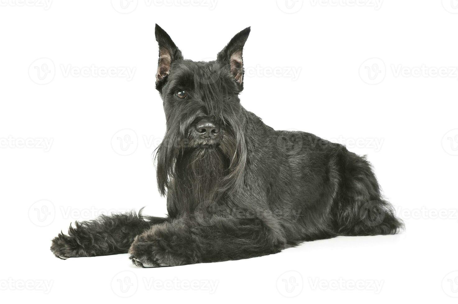 Studio shot of an adorable Schnauzer lying and looking curiously at the camera photo