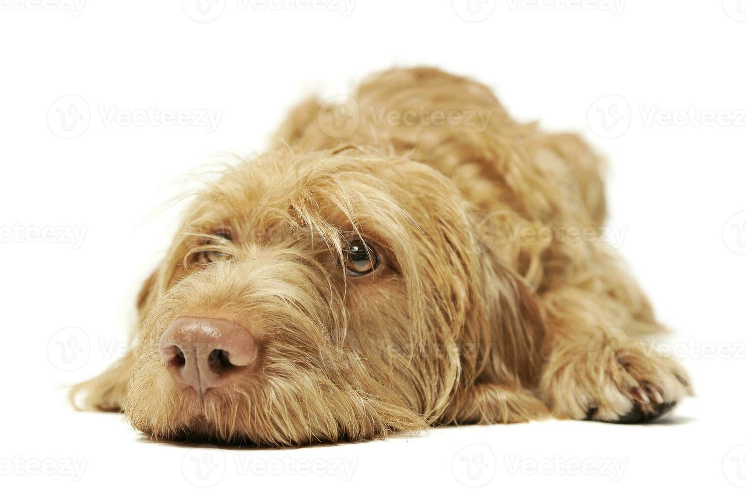 Studio shot of an adorable wire-haired magyar vizsla lying and looking curiously at the camera photo