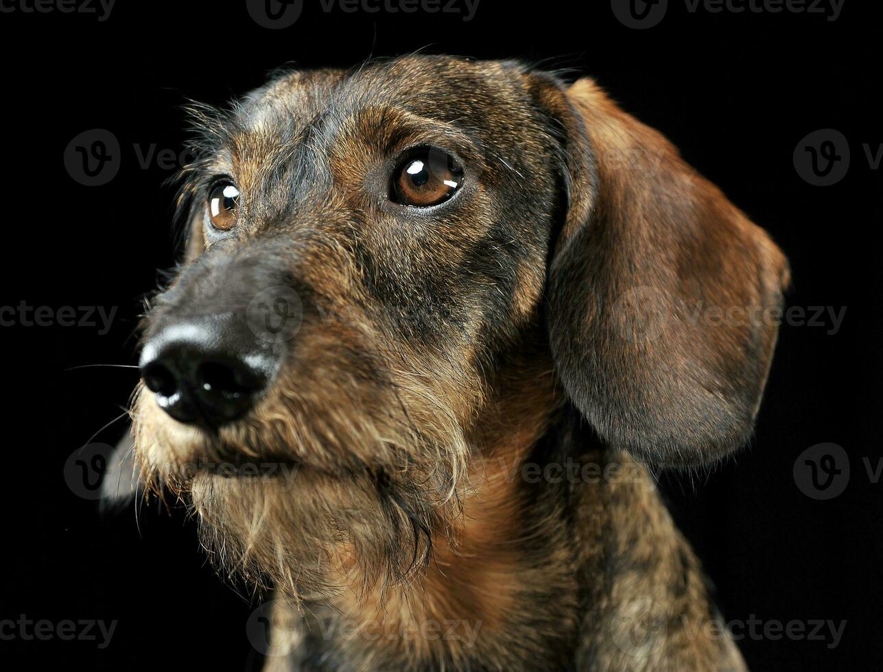 Wired hair dachshund portrait in a black photo studio