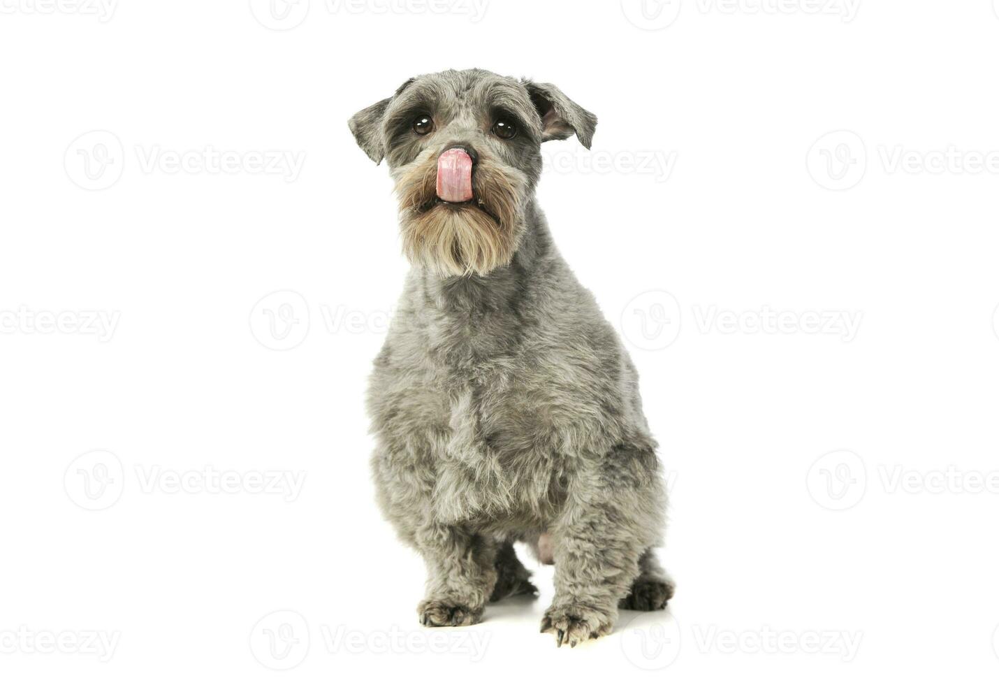 Studio shot of an adorable mixed breed dog photo