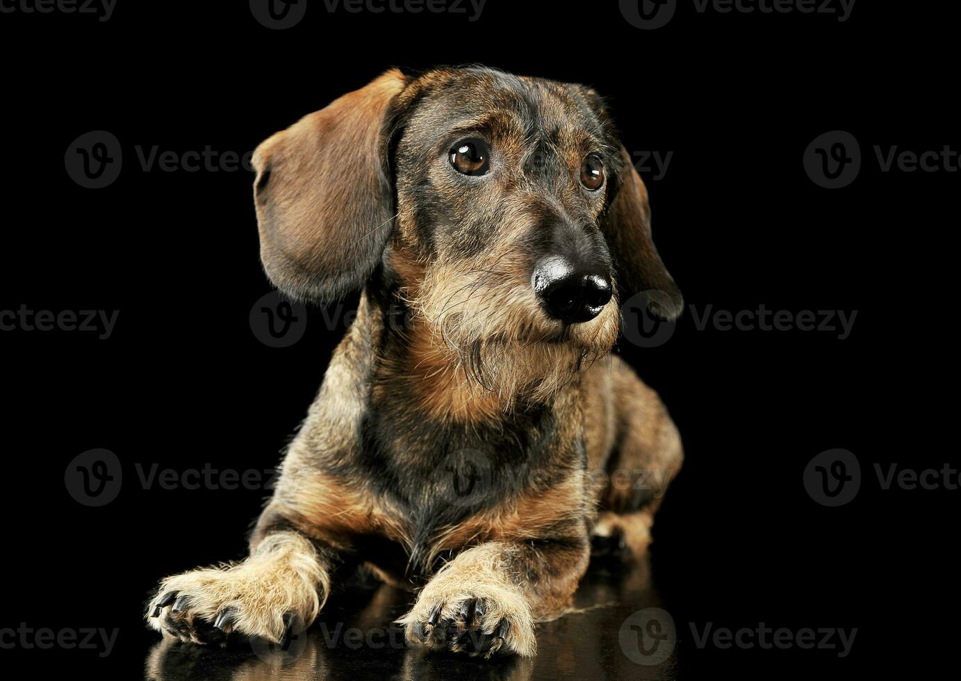 Studio shot of an adorable wired haired Dachshund lying and looking curiously photo