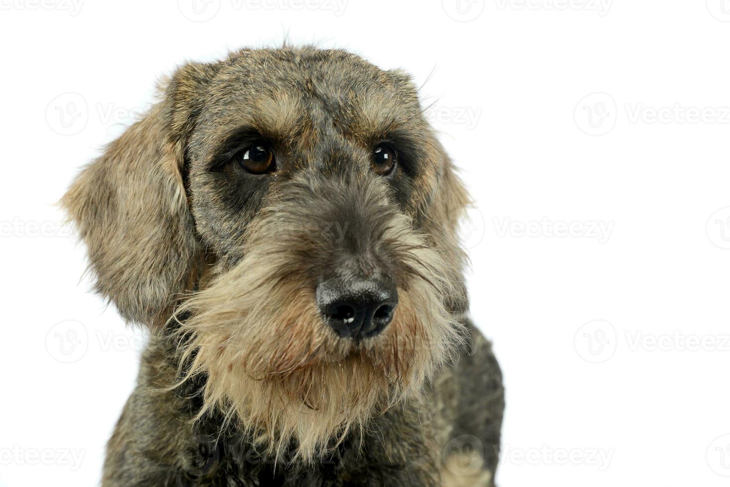 encantador perrito cableado pelo perro tejonero retrato en blanco foto estudio