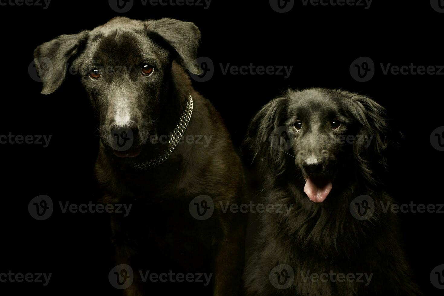 Portrait of two adorable mixed breed dog photo