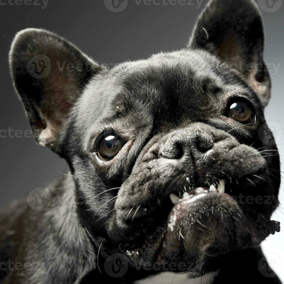 French bulldog portrait in  gray studio photo