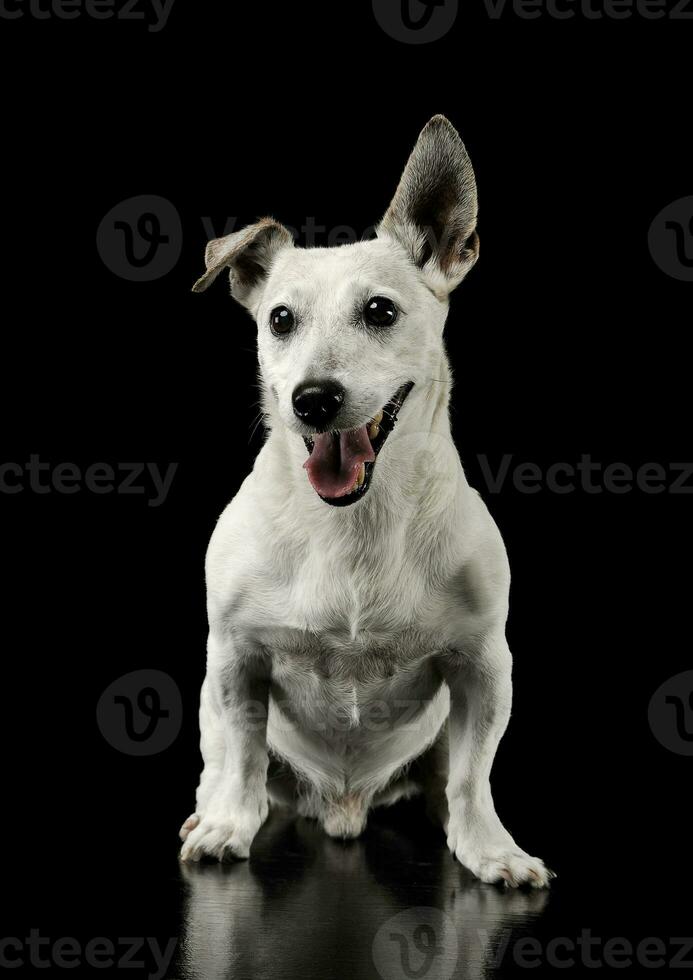 Studio shot of an adorable Jack Russell Terrier sitting and looking happy photo