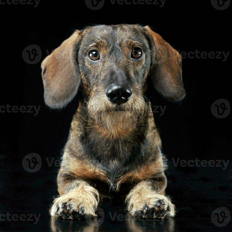 Wired hair dachshund lying in a black photo studio