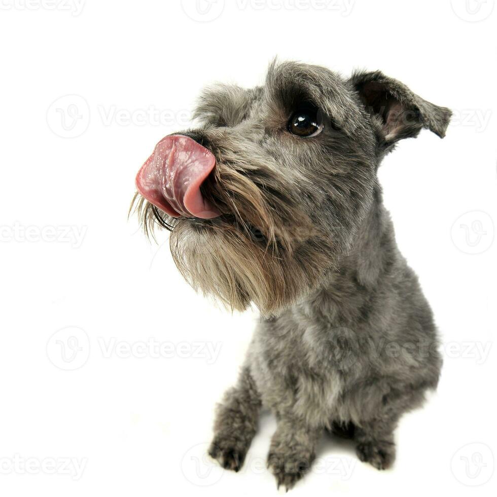 Mixed breed gray cute dog in a white studio background photo