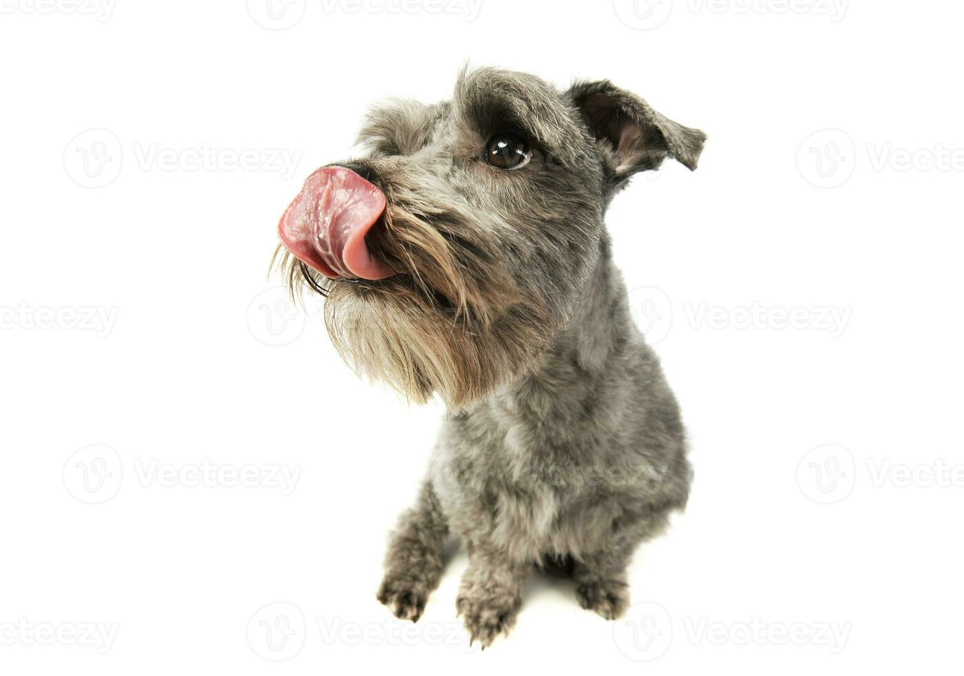 Studio shot of an adorable mixed breed dog photo