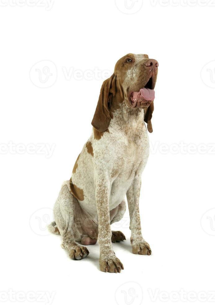 Studio shot of an adorable Bracco Italiano sitting and looking up curiously photo