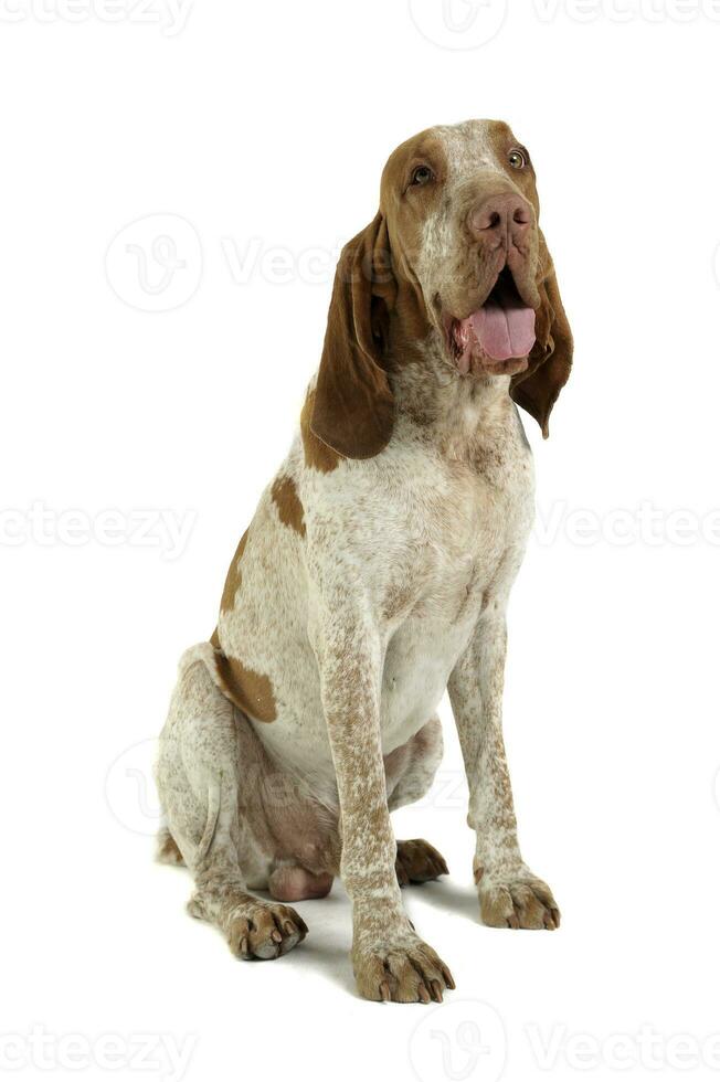Studio shot of an adorable Bracco Italiano sitting and looking curiously at the camera photo
