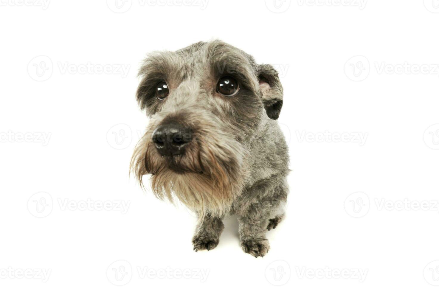 Studio shot of an adorable mixed breed dog photo