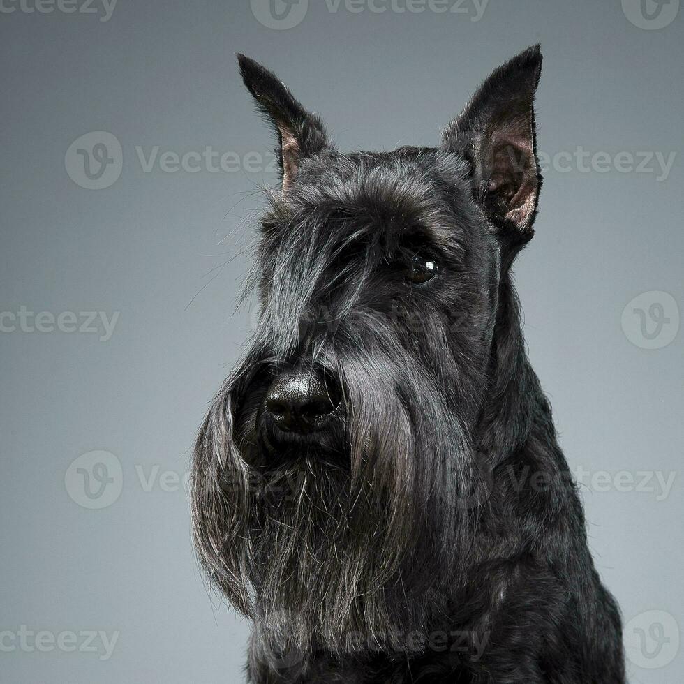 Miniature Schnauzer portrait  in a dark studio background photo