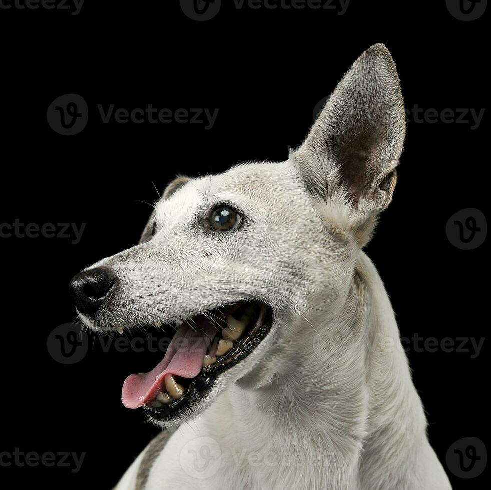 Mixed breed funny ears dog portrait in a dark photo studio