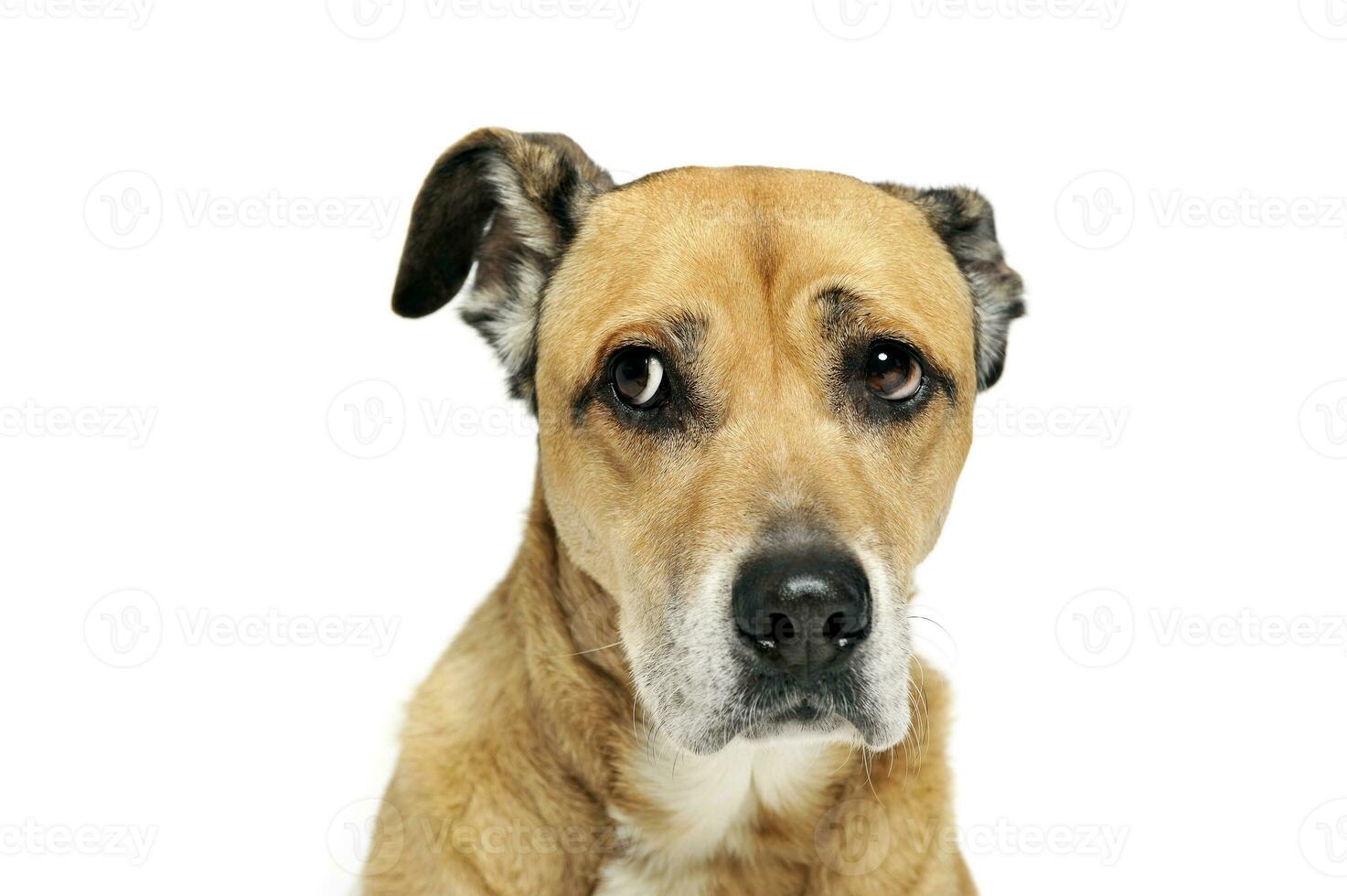 afraid mixed breed dog in a white background photo