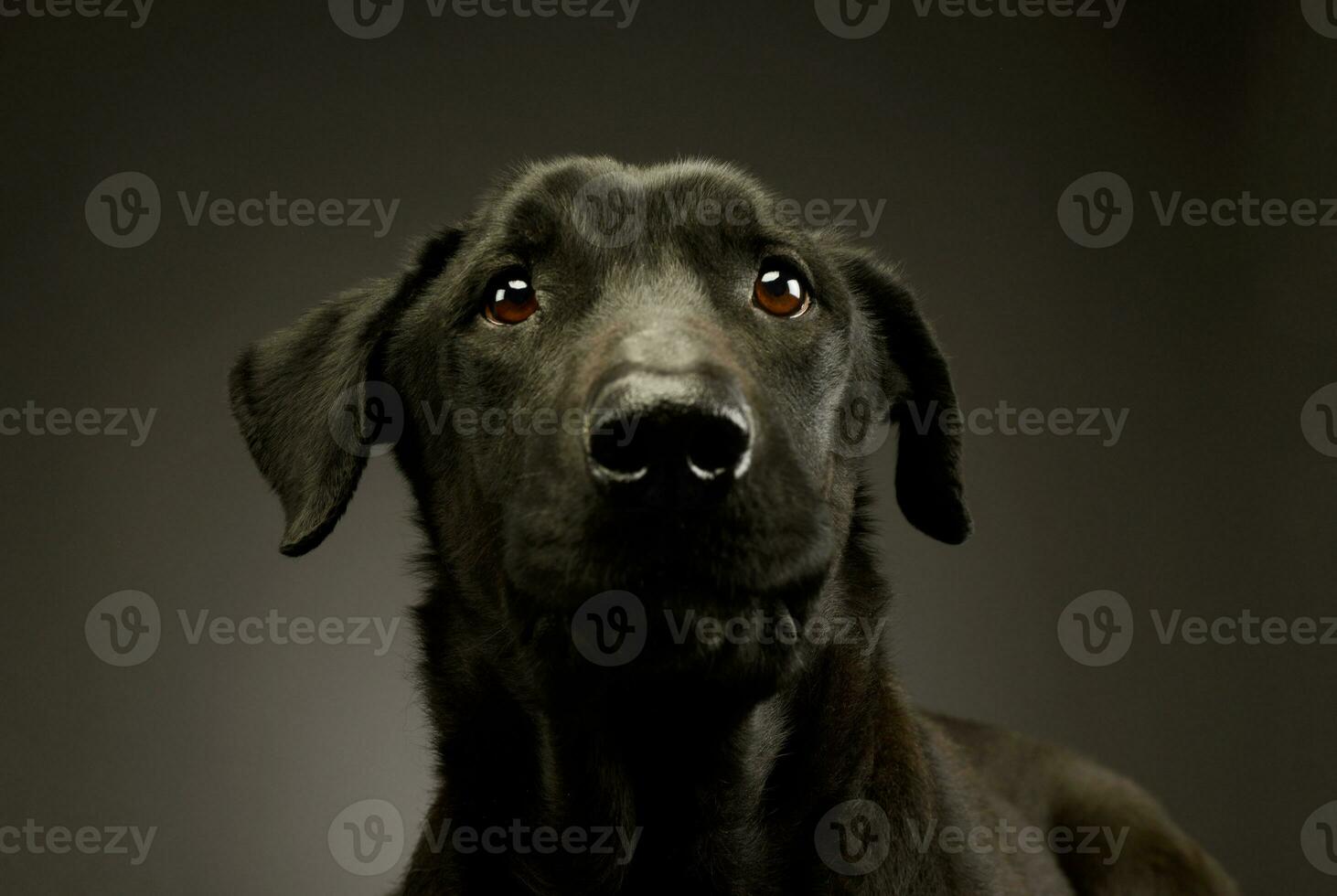 Portrait of an adorable mixed breed dog photo