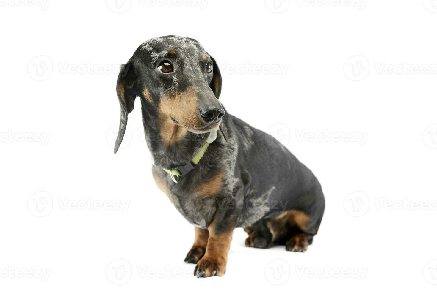 Studio shot of an adorable Dachshund photo