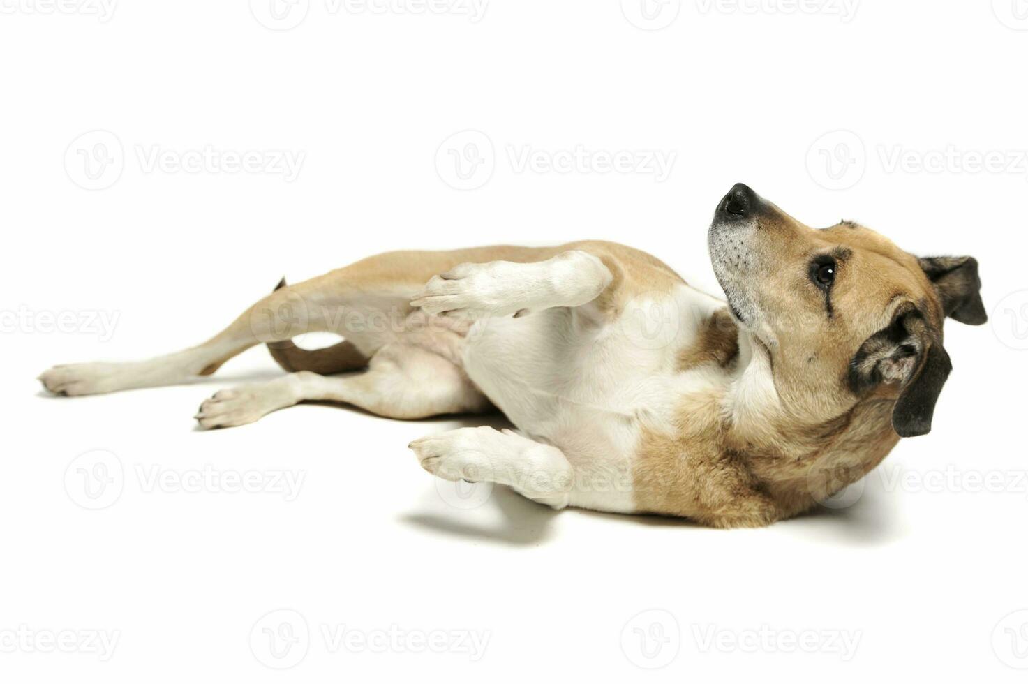 Studio shot of an adorable mixed breed dog lying and looking up curiously photo