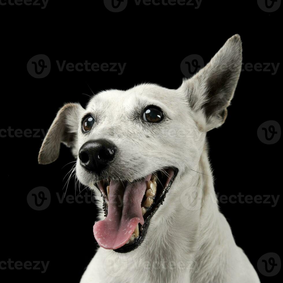 Mixed breed funny ears dog portrait in a dark photo studio