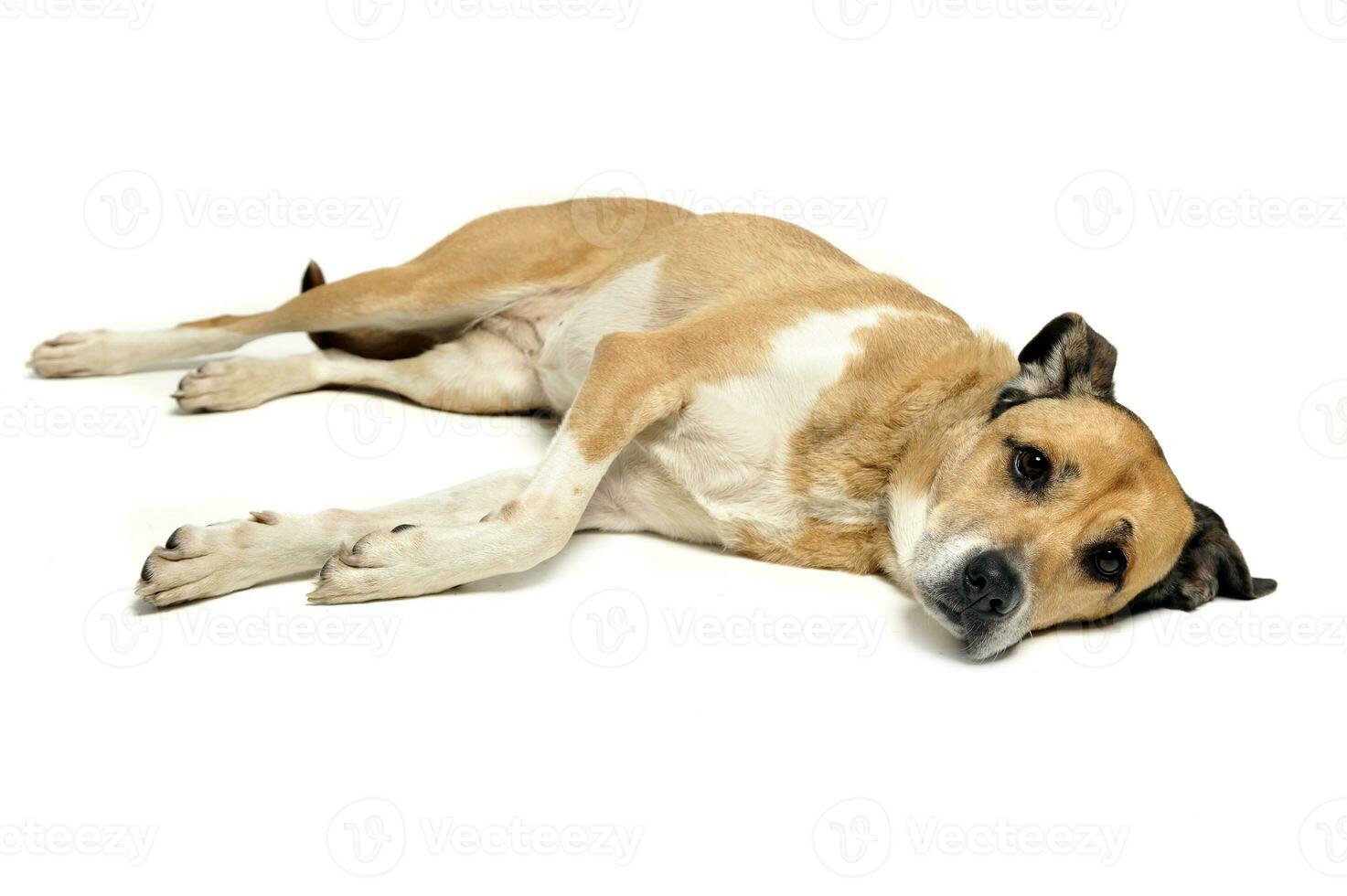 Mixed breed dog lying and looking in a white background photo