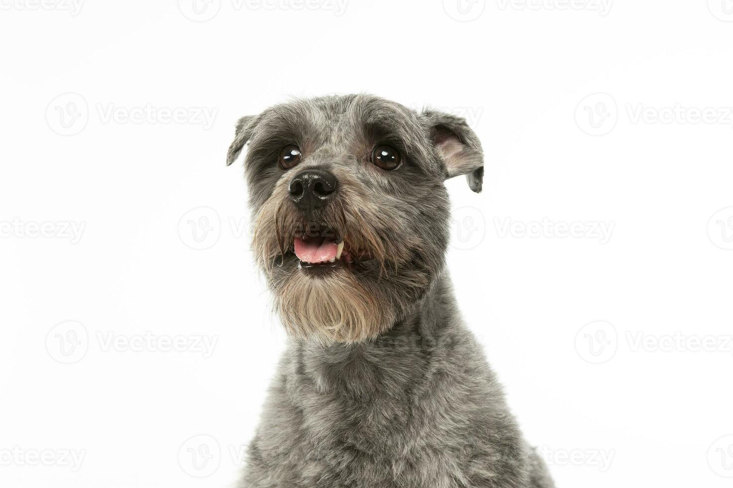 Portrait  of an adorable mixed breed dog photo