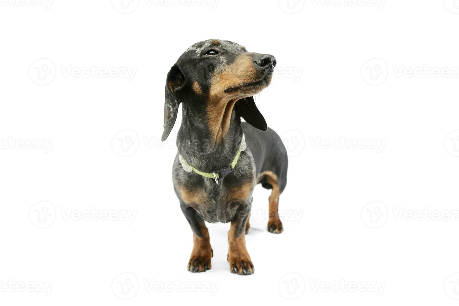 Studio shot of an adorable Dachshund photo