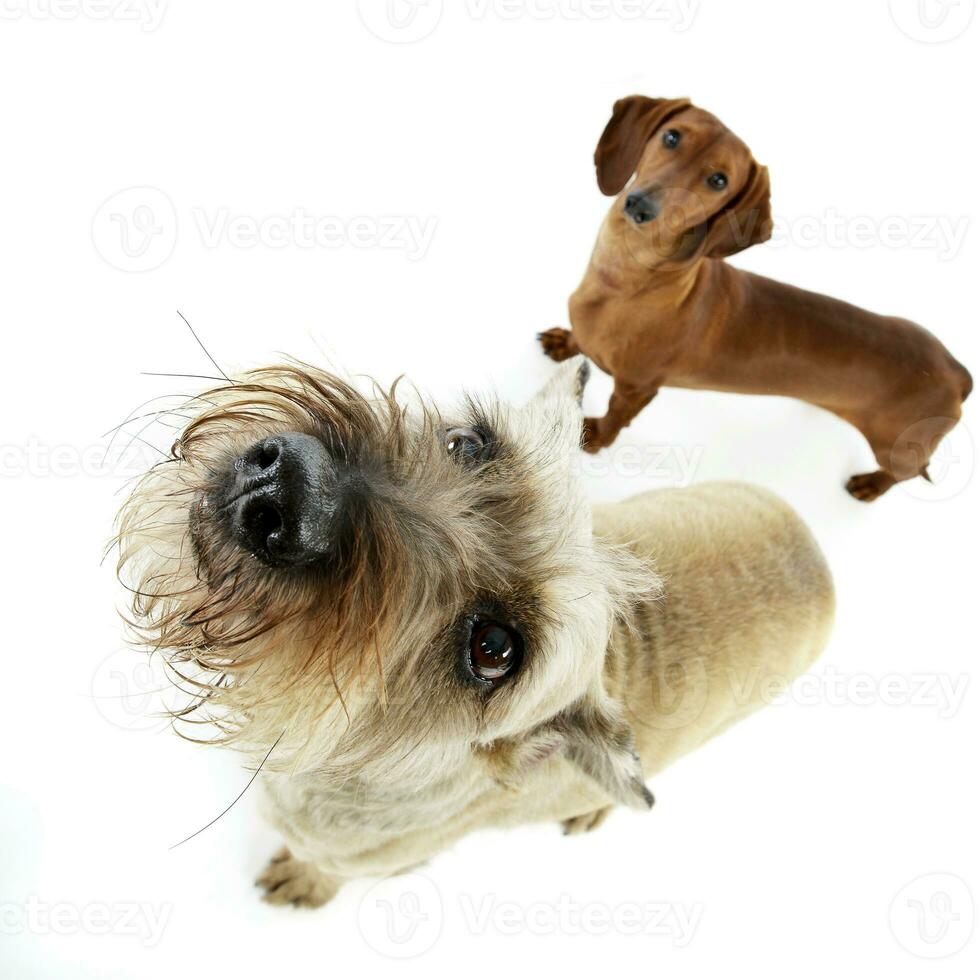 estudio Disparo de dos adorable perro tejonero foto
