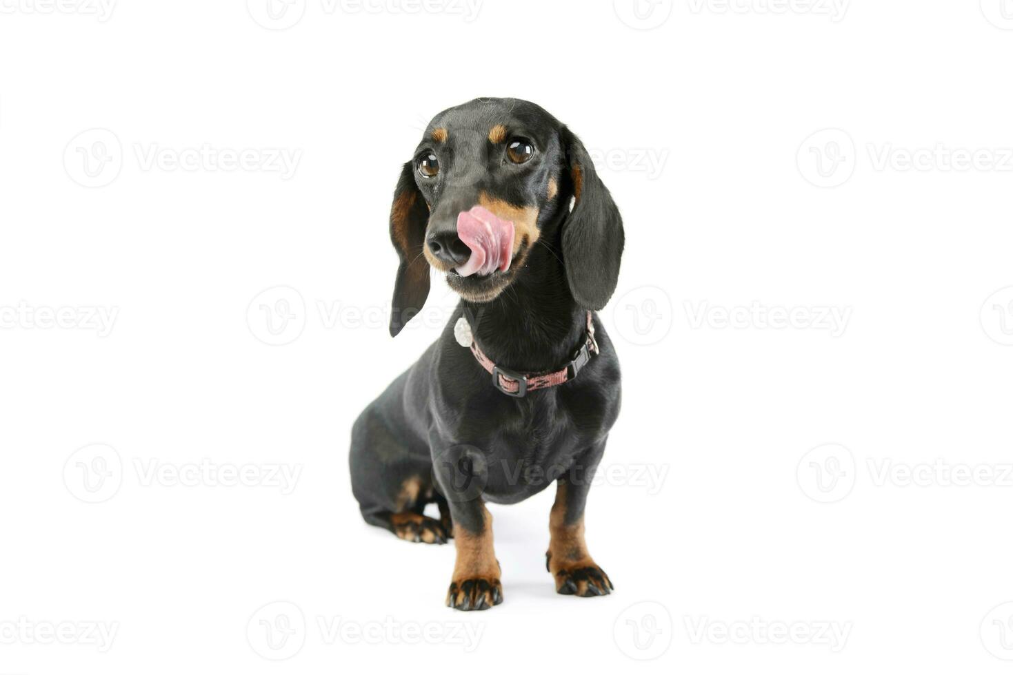 Studio shot of an adorable Dachshund photo