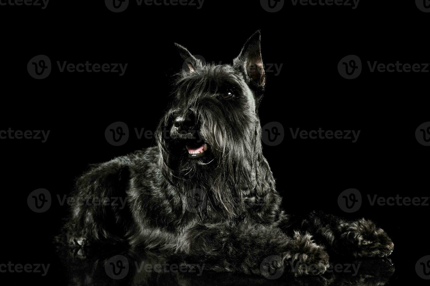 Studio shot of an adorable Schnauzer lying and looking satisfied photo