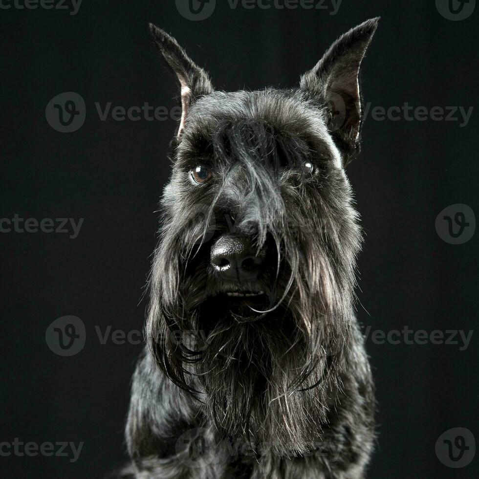 Miniature Schnauzer relaxing in a black studio background photo