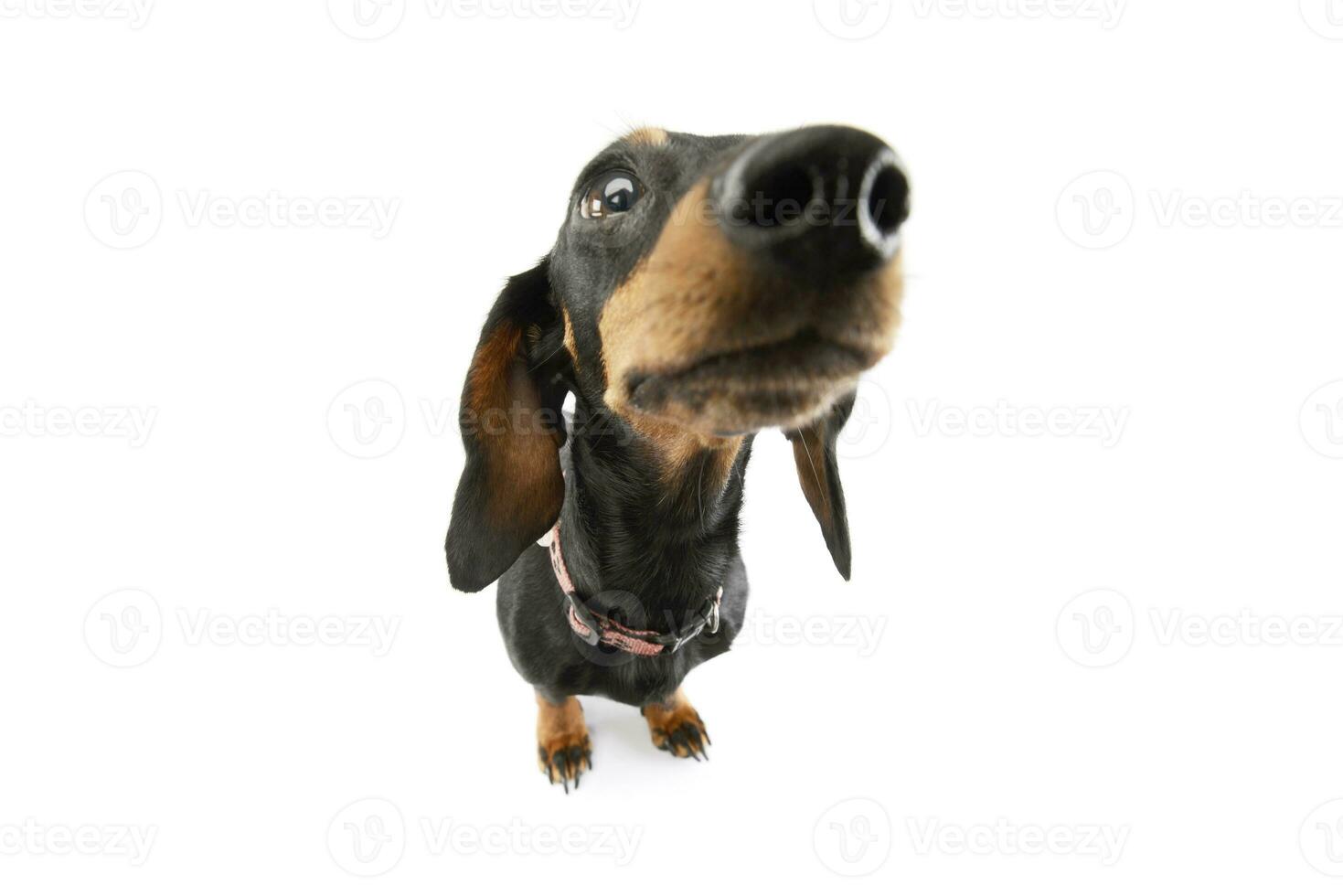 Studio shot of an adorable Dachshund photo