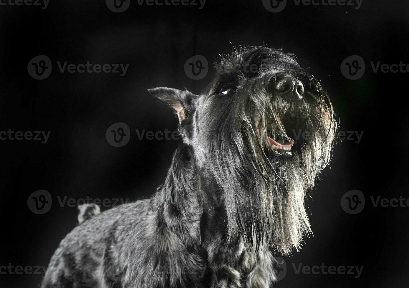 Miniature Schnauzer looking up in a black studio background photo