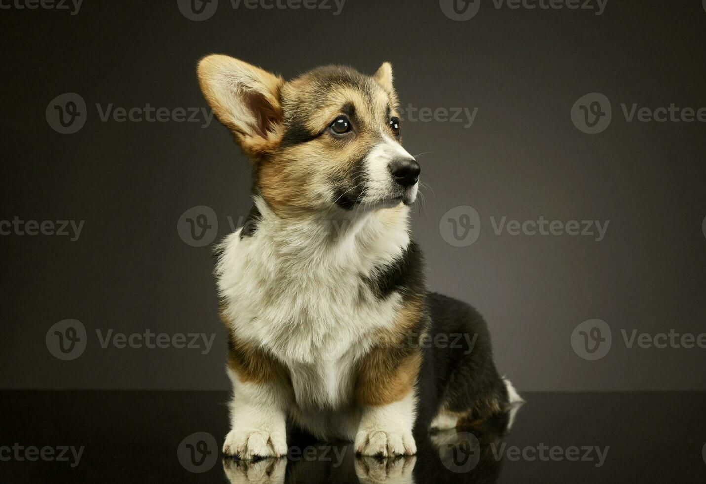 Studio shot of an adorable corgie photo