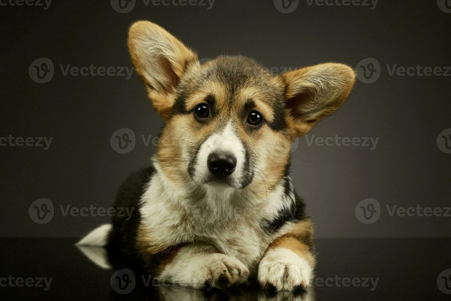 Studio shot of an adorable corgie photo