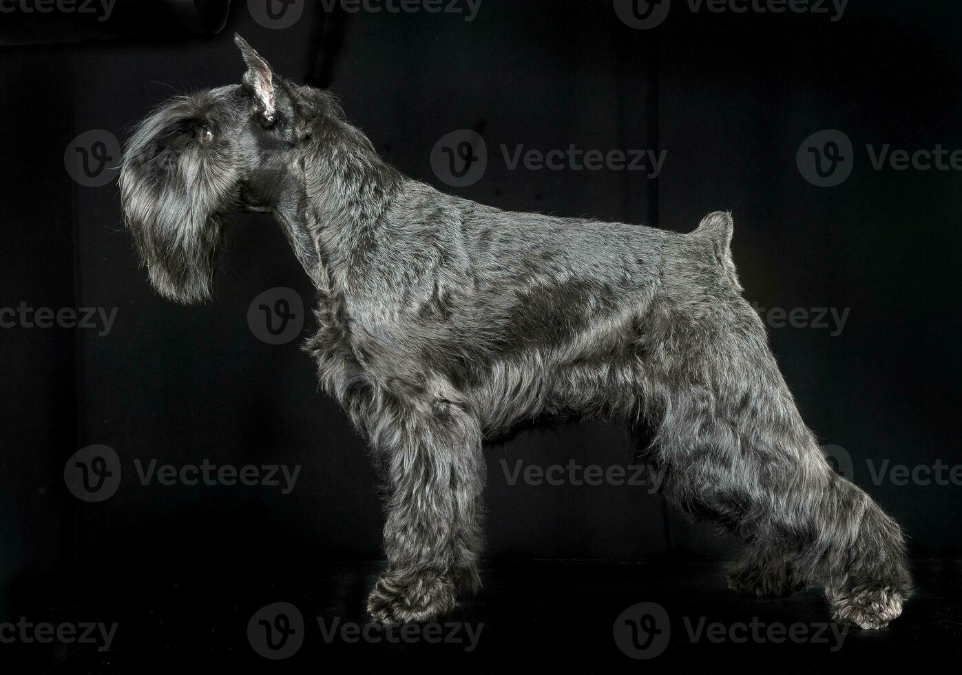 Miniature Schnauzer standard in a black studio background photo
