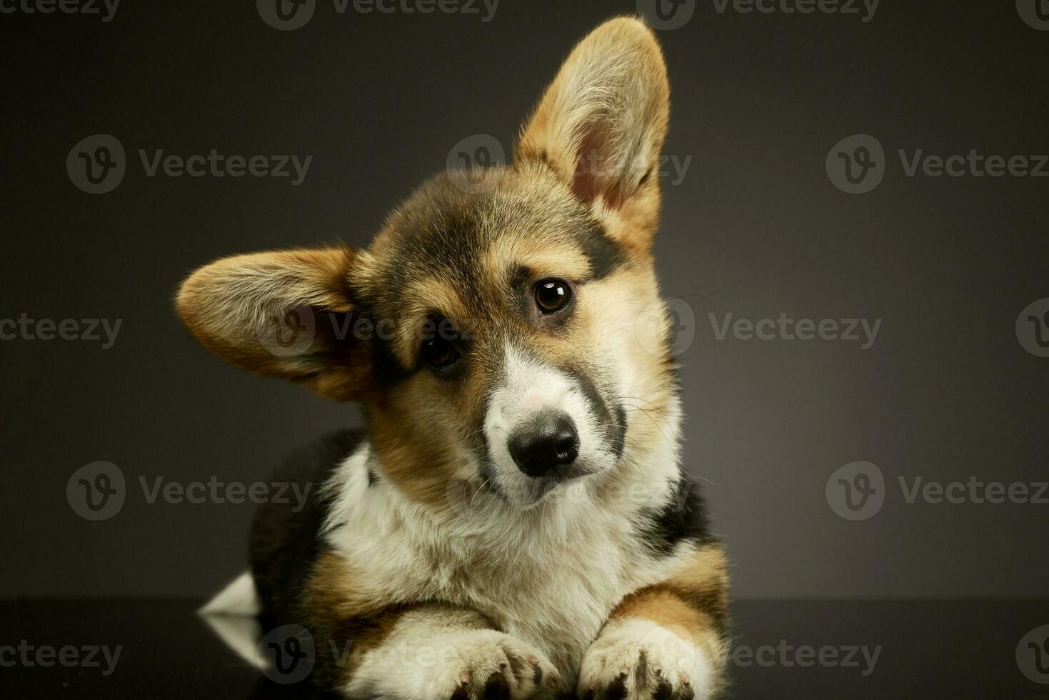 Studio shot of an adorable corgie photo