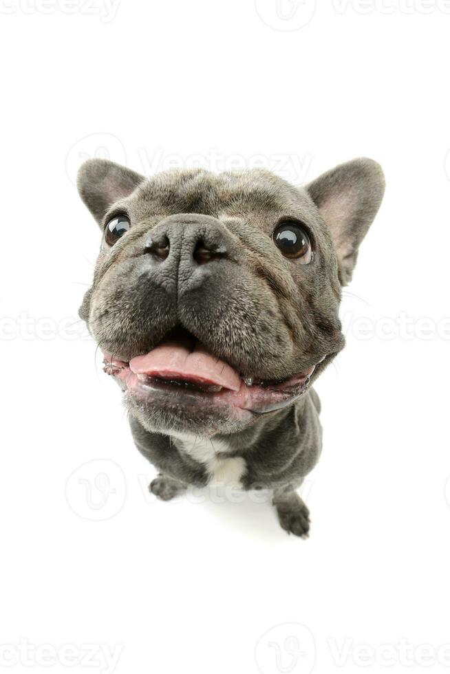 Studio shot of an adorable french bulldog photo