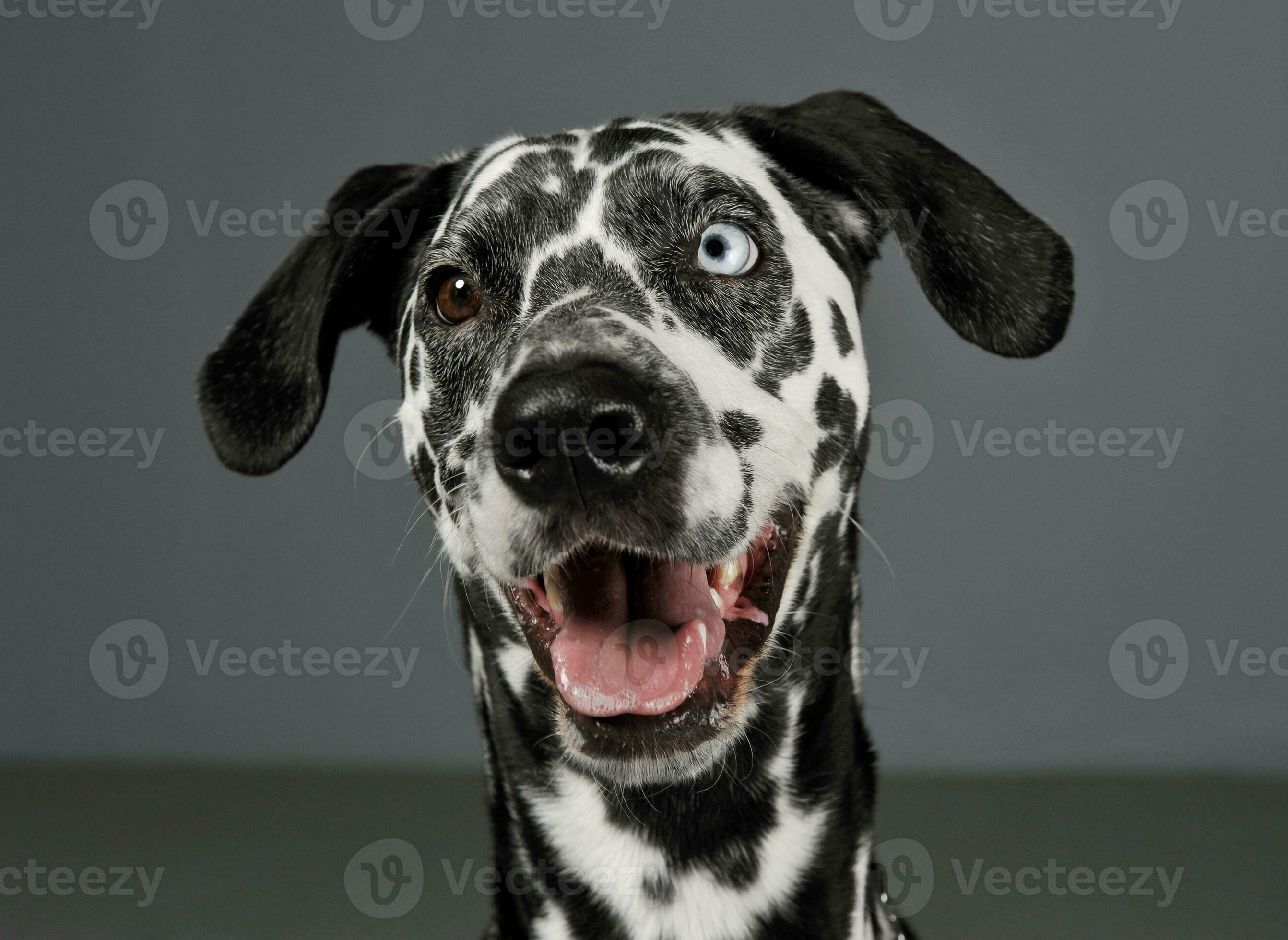 Colored dalmatian best sale