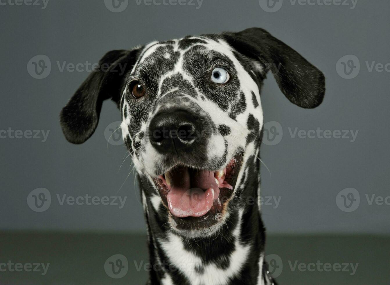 Portrait of an adorable Dalmatian dog with different colored eyes looking curiously at the camera photo