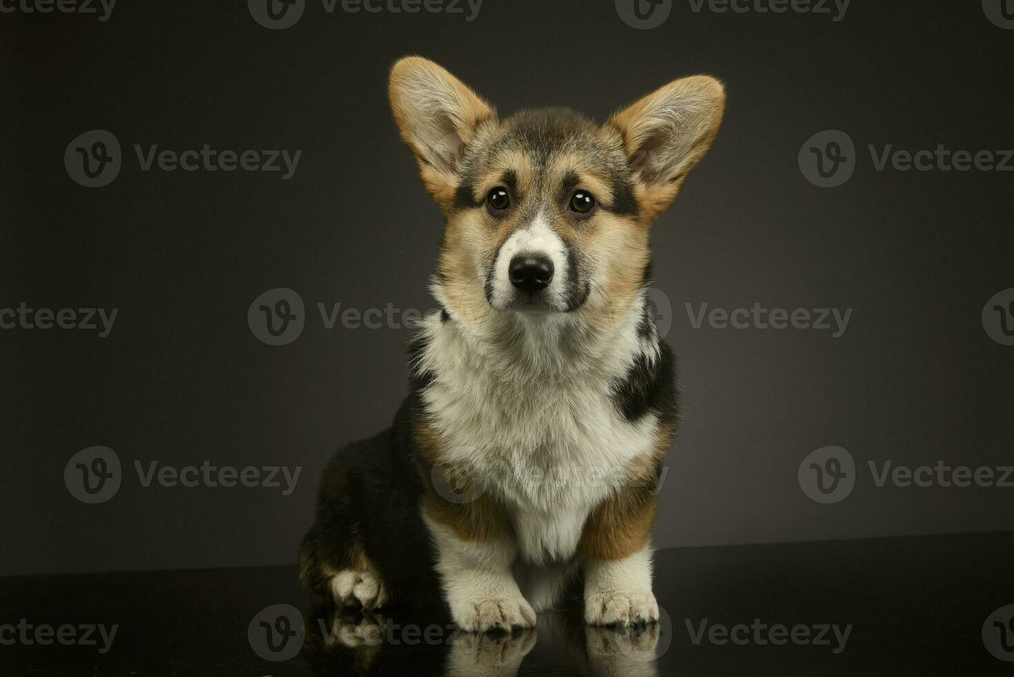 beautiful puppy corgie sitting in a dark photo studio
