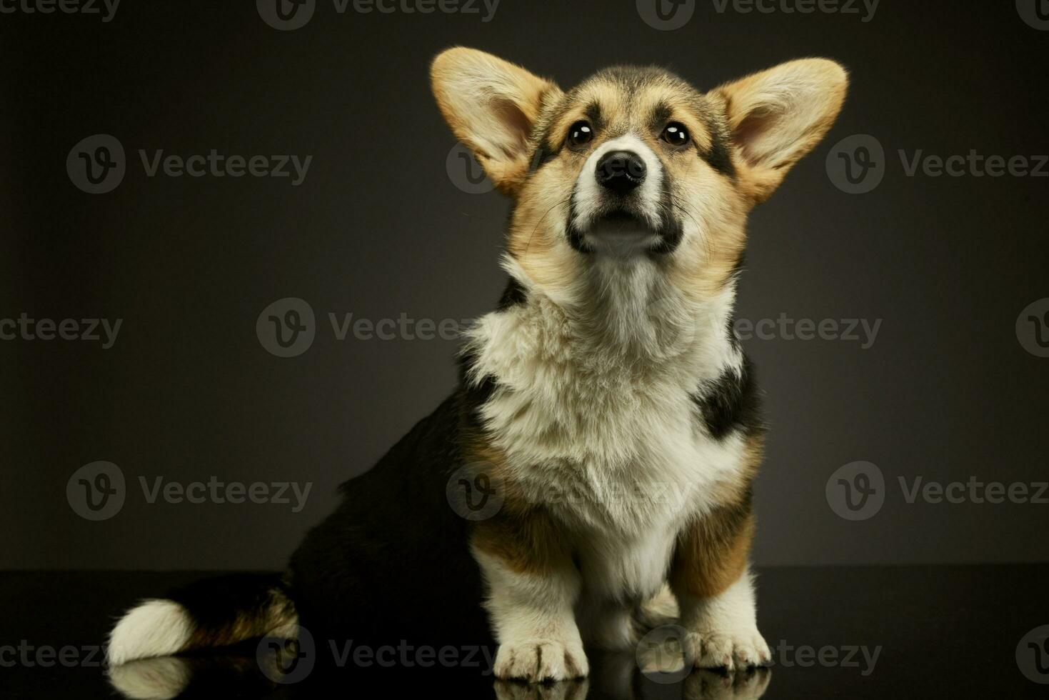 Studio shot of an adorable corgie photo