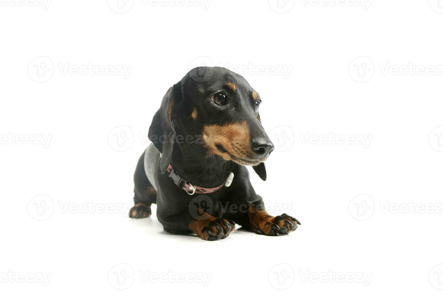 Studio shot of an adorable Dachshund photo