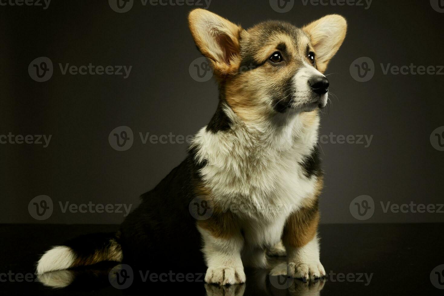 Studio shot of an adorable corgie photo