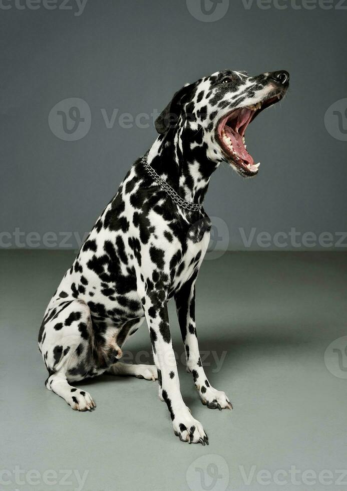 Studio shot of an adorable Dalmatian dog sitting with open mouth and looking scary photo